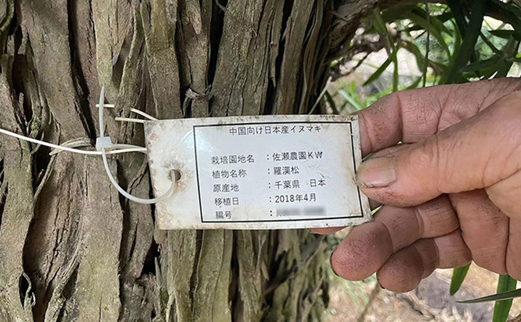 日本罗汉松进口报关